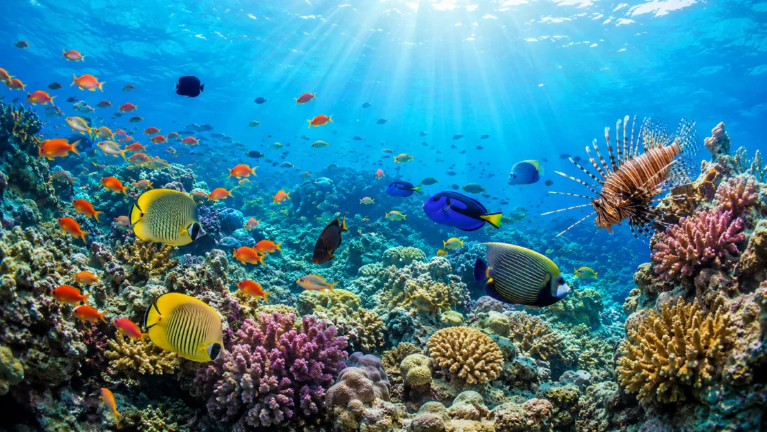 Korallenriff und Fischwelt im Roten Meer