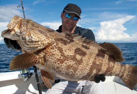 Zackenbarsch angeln am Roten Meer ist ein echtes Highlight für Angler in Hurghada. Die kräftigen, kampfstarken Fische gehören zu den begehrtesten Arten der Region. Mit RedSea-Fishing.com hast du die Chance, an den besten Spots auf Grouper (Zackenbarsch) zu angeln – perfekt beim Tiefseeangeln (Deep Sea Fishing) oder beim Grundangeln. Unsere erfahrenen Guides zeigen dir die richtigen Techniken und führen dich zu den Hotspots, wo die großen Brocken warten.<br />